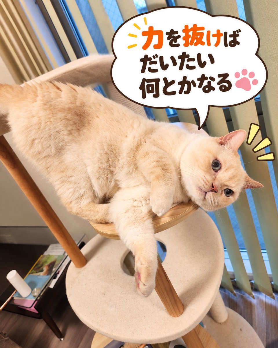 LifeWithDaizu's tweet photo. 1754日目の大豆🍀

#大豆の一言 #猫のいる暮らし https://t.co/OePykZt05l