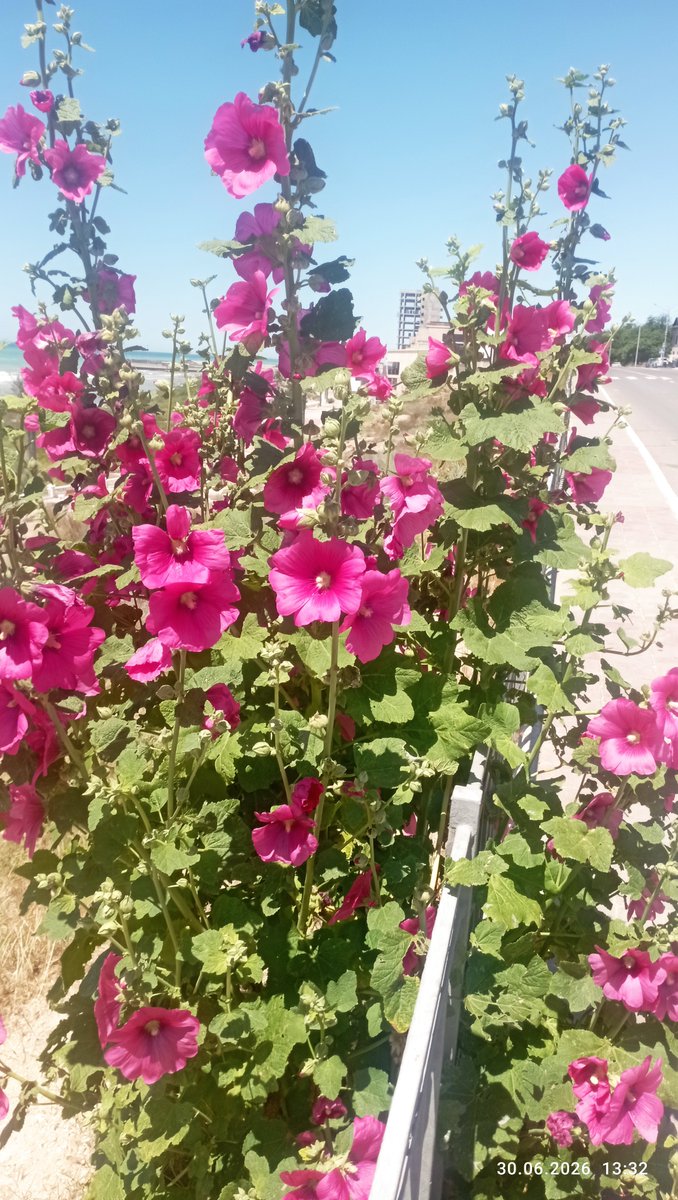 IRINAcdxp's tweet photo. 🤍🌿💙Summer continues 🎀🔥☺️ https://t.co/8AeYgksbPW