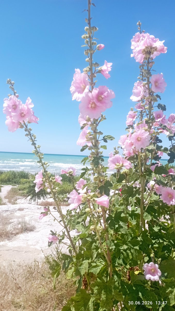 IRINAcdxp's tweet photo. 🤍🌿💙Summer continues 🎀🔥☺️ https://t.co/8AeYgksbPW