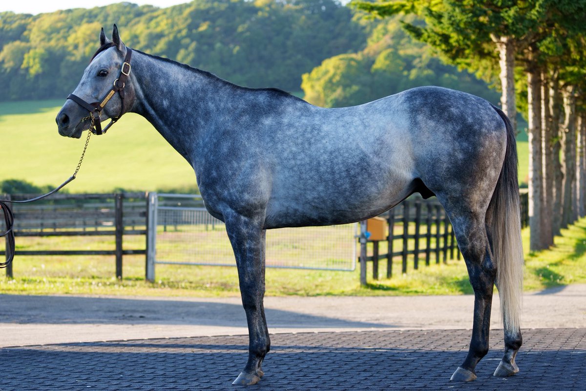 www_ouma_com's tweet photo. 貴重なアロゲート産駒、ミスティックロア

#アロースタッド 
#Arrogate https://t.co/ClGxFt2Qbo