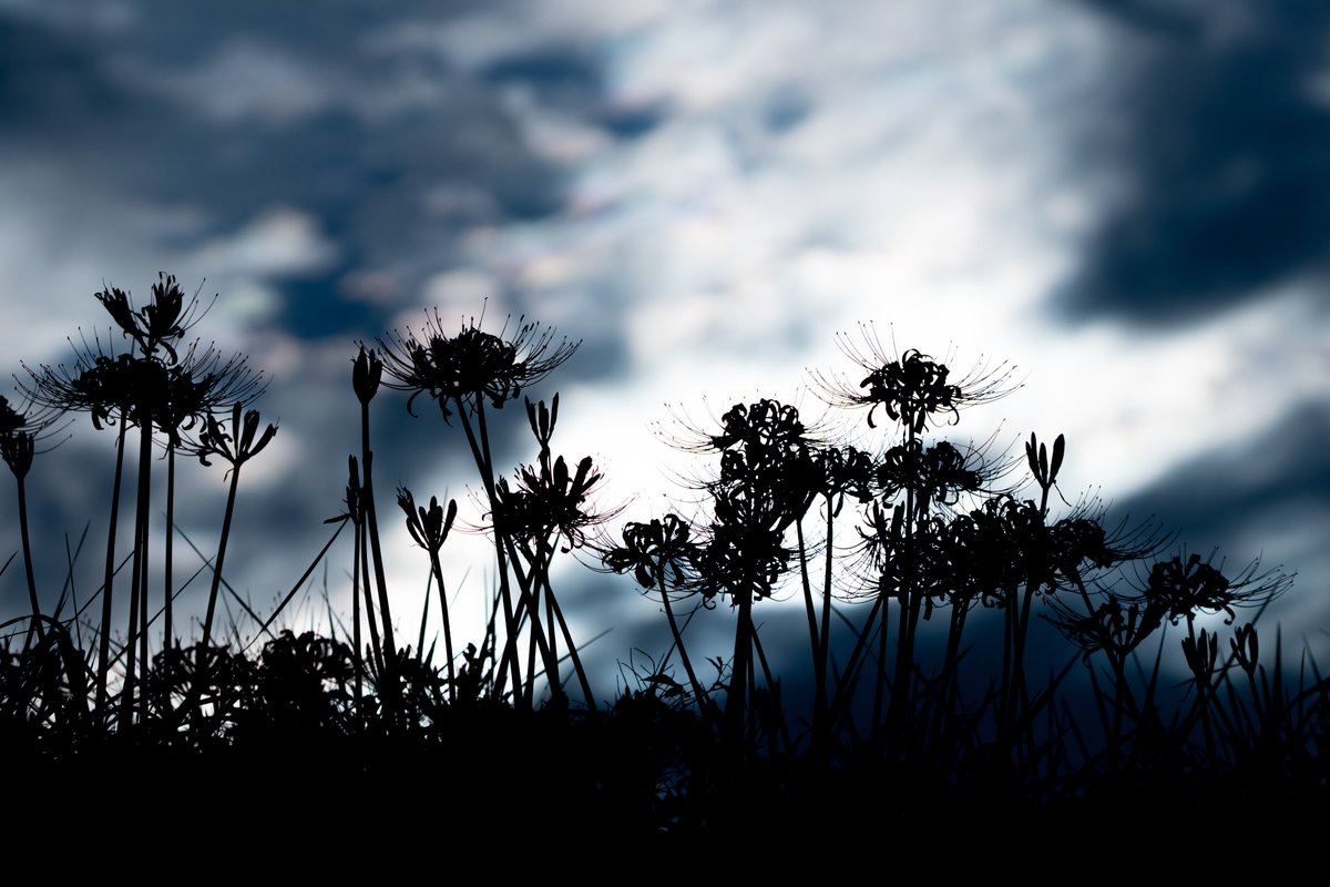 yaminabe's tweet photo. リコリスシルエット
α6700+SEL70350G、SEL200600G
lightroom現像
#彼岸花
#曼珠沙華
#新潟 https://t.co/kuE9alvAob