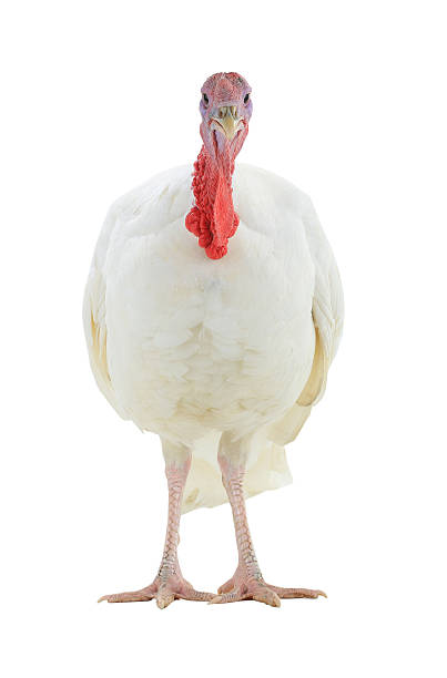 DebbiWegerd7l7's tweet photo. 礼文島では冬にホタルの戯れる姿がよく見られる。 https://t.co/VpCjzcc9hQ