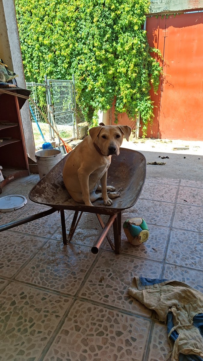 dog_futures's tweet photo. @CoraTheWhippet Mariposa https://t.co/Z0ipKIbsi5