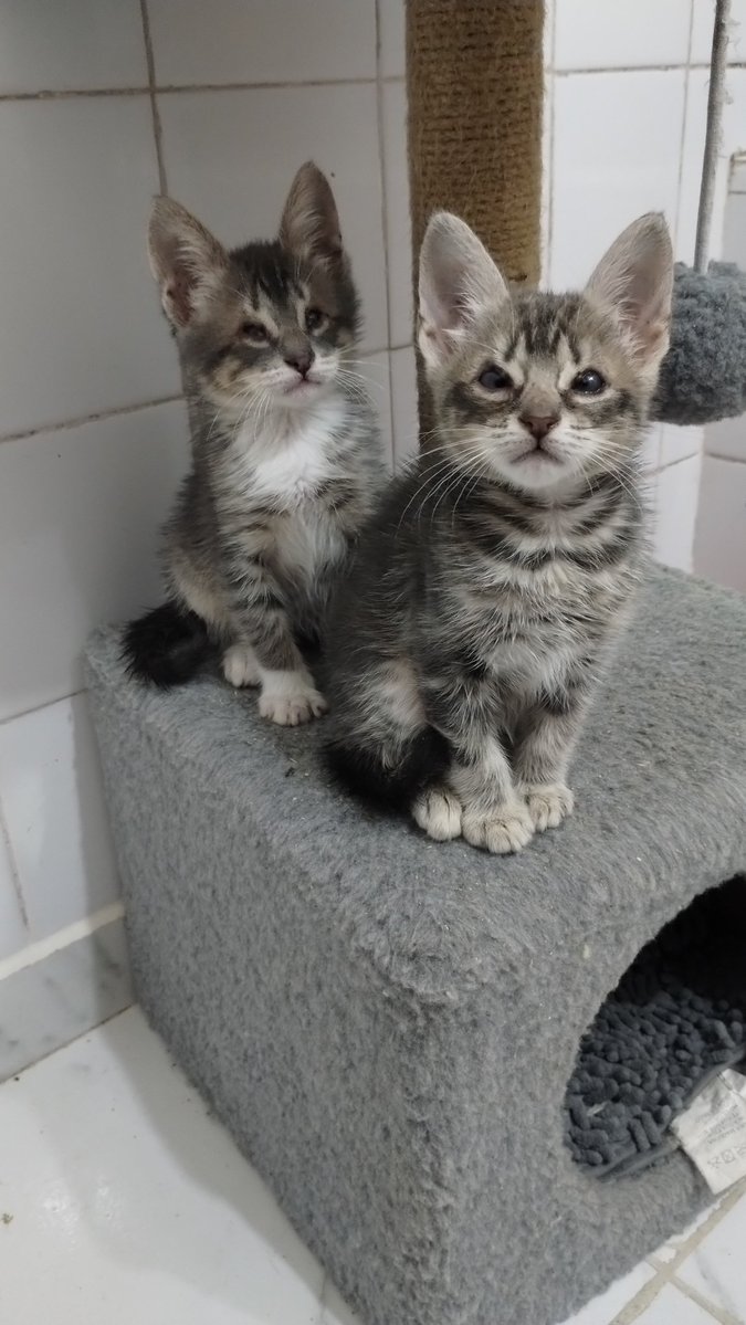 antichristam_'s tweet photo. El miedo que me da que nadie adopte a estos bebotes por sus problemas de los ojitos 
Literalmente estoy llorando por esto ahora mismo https://t.co/7FJW614e4k