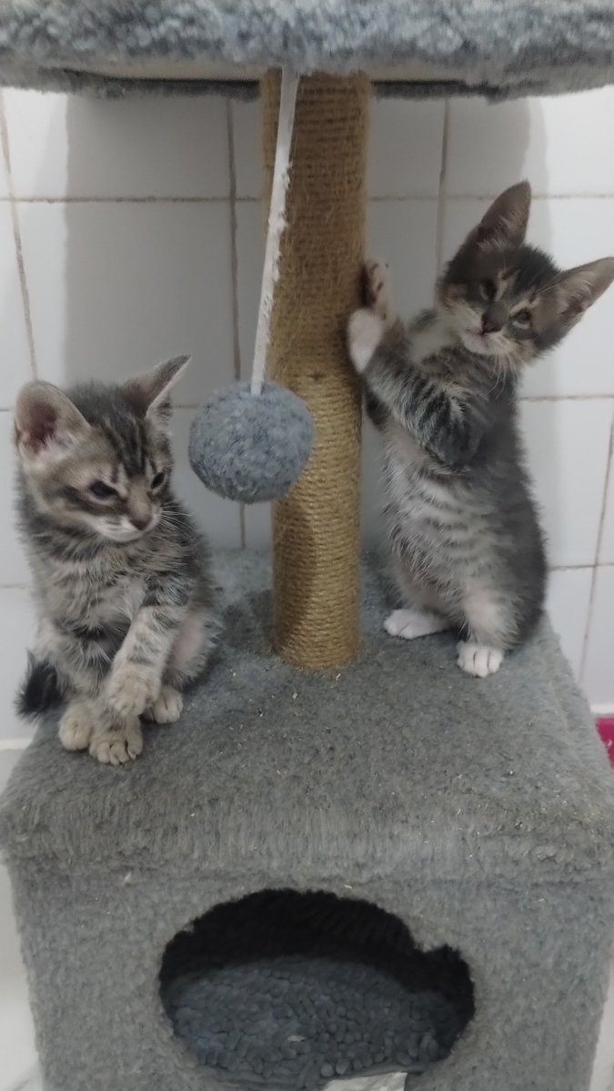 antichristam_'s tweet photo. El miedo que me da que nadie adopte a estos bebotes por sus problemas de los ojitos 
Literalmente estoy llorando por esto ahora mismo https://t.co/7FJW614e4k