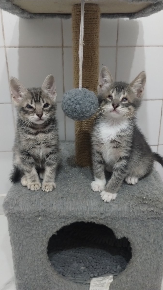 antichristam_'s tweet photo. El miedo que me da que nadie adopte a estos bebotes por sus problemas de los ojitos 
Literalmente estoy llorando por esto ahora mismo https://t.co/7FJW614e4k