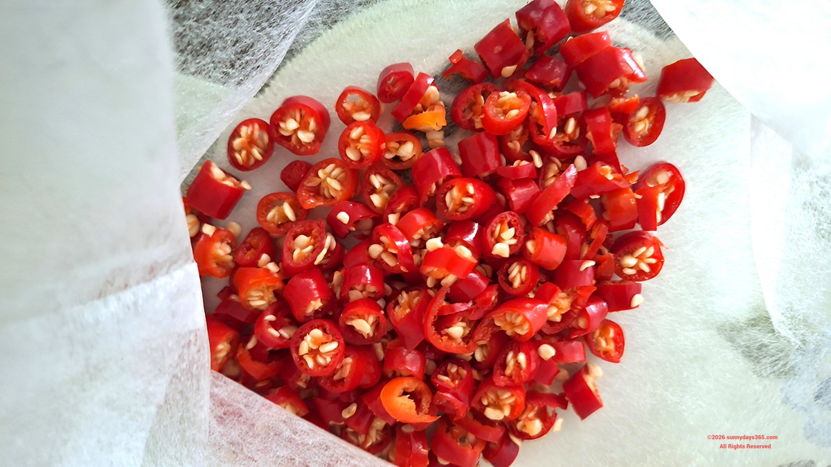 everysunny365's tweet photo. 【今日の１枚】
おはよ～ございます☀️

めちゃ豊作になった唐辛子🌶️
ひとまず今回収穫した分は輪切りにして不織布に入れ乾燥させ、半分は料理用に、残りは米びつに入れとく事にしました🍚
これでしばらくは虫除けに困る事がなくなったです❌🦗❌ https://t.co/w8pd0bZSf2
