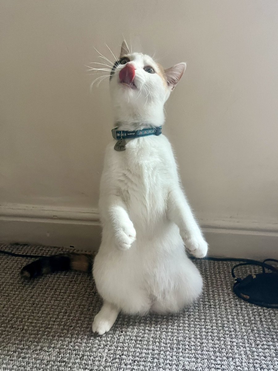 sheffieldlina's tweet photo. Кошочка Хопочка облизывается https://t.co/gtAJeCelgn
