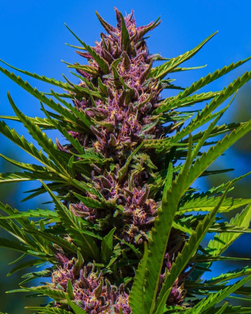 RachelJohnla7m's tweet photo. The emerald triangle had probably the best harvest conditions that I can remember! The sungrown produced in this region is absolutely amazing and whitethorn rose’s expression was beyond anything I could have hoped for; experience the magic @redwoodroots.family https://t.co/J5Uy2V6MpC