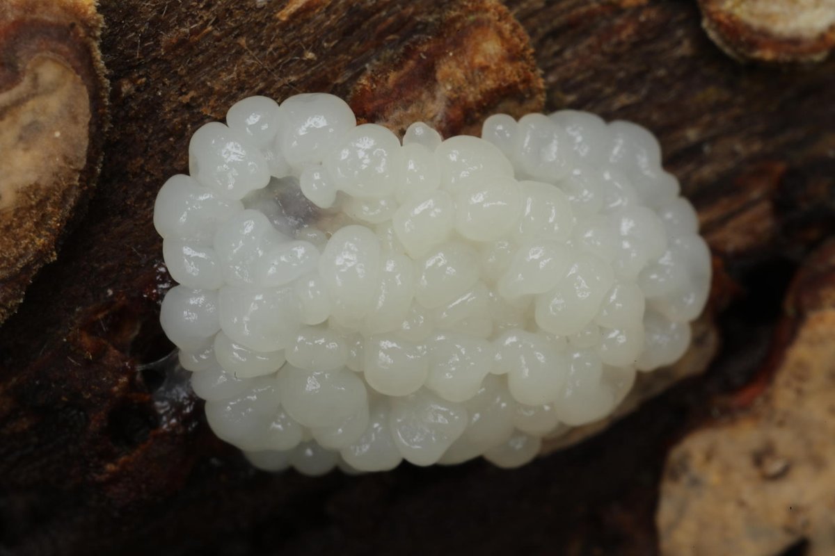 AlanWatsonFeat1's tweet photo. Tapioca slime mould (Brefeldia maxima) on a fallen dead branch of an ash tree (Fraxinus excelsior) in temperate rainforest on the Glenuig Estate in Moidart, Lochaber, last week, on the west coast of Scotland. https://t.co/GR0W9RD68x