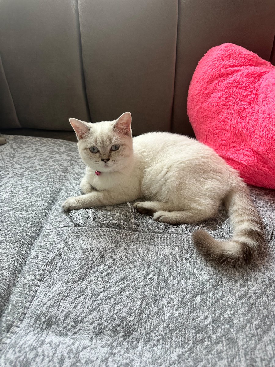 mehmturn's tweet photo. Evimin yeni üyesiyle tanışın. 🤍🐾 https://t.co/rJTLU6hWLt