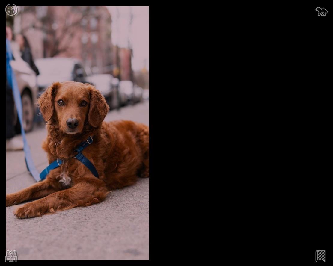 bruno200183's tweet photo. Casual downtown wandering makes spare time life more healthy and positive. Outdoor walking replaces lazy indoor leisure and shapes good life habits.😛The cat plays with a yarn and ribbon ball https://t.co/3ikIGVHrhA