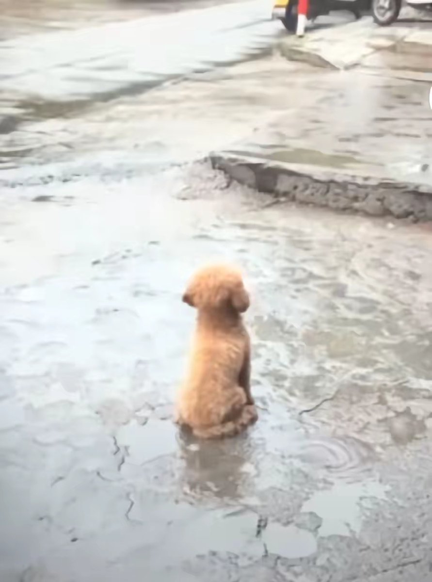 BeckyShinko's tweet photo. Nuestro pequeo peludo crece cada día más! Hoy dio sus primeros pasos solos https://t.co/QrPiKR7qdG