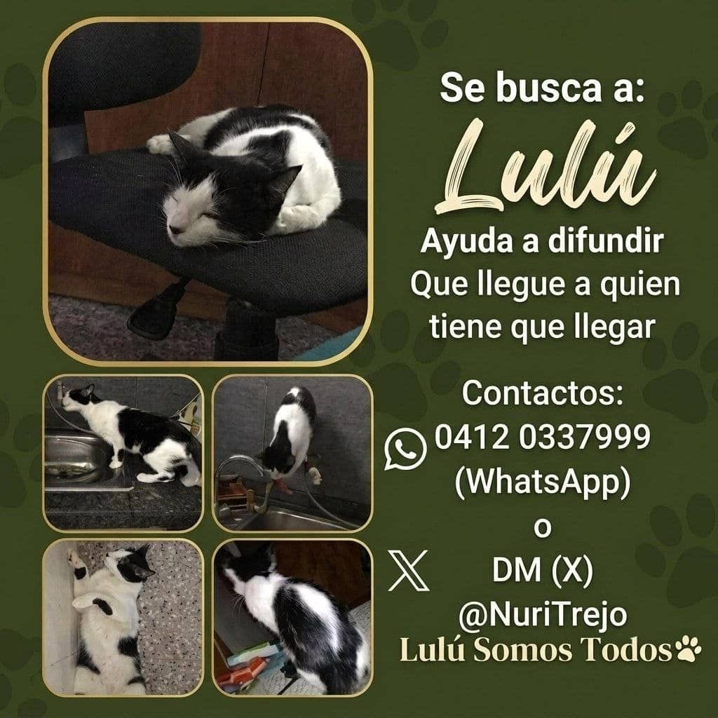 NuriTrejo's tweet photo. 23 de septiembre y seguimos buscándote, Lulú. Extraviada en Safari #Carabobo (🇻🇪). Si tienes noticias o la rescataste, por favor contáctanos. Información en la imagen. No perdemos la esperanza. #LuluEsElMilagro.

#NoAbandones #LaCalleNoEsHogar ¡Lulú Somos Todos! https://t.co/5uQg2ZCVvd