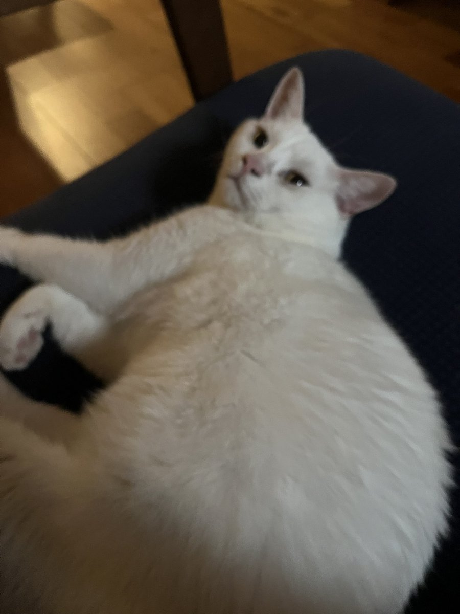 honmaki_fps's tweet photo. 朝だから眠そう https://t.co/Z8E4lK7WwH
