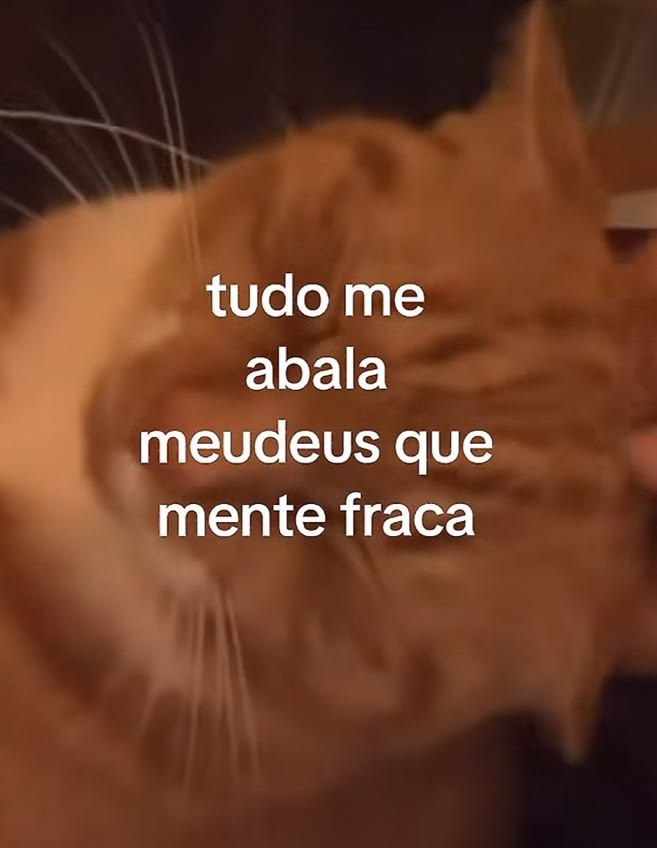 acervobichinho's tweet photo. https://t.co/LH5jCGtFrh