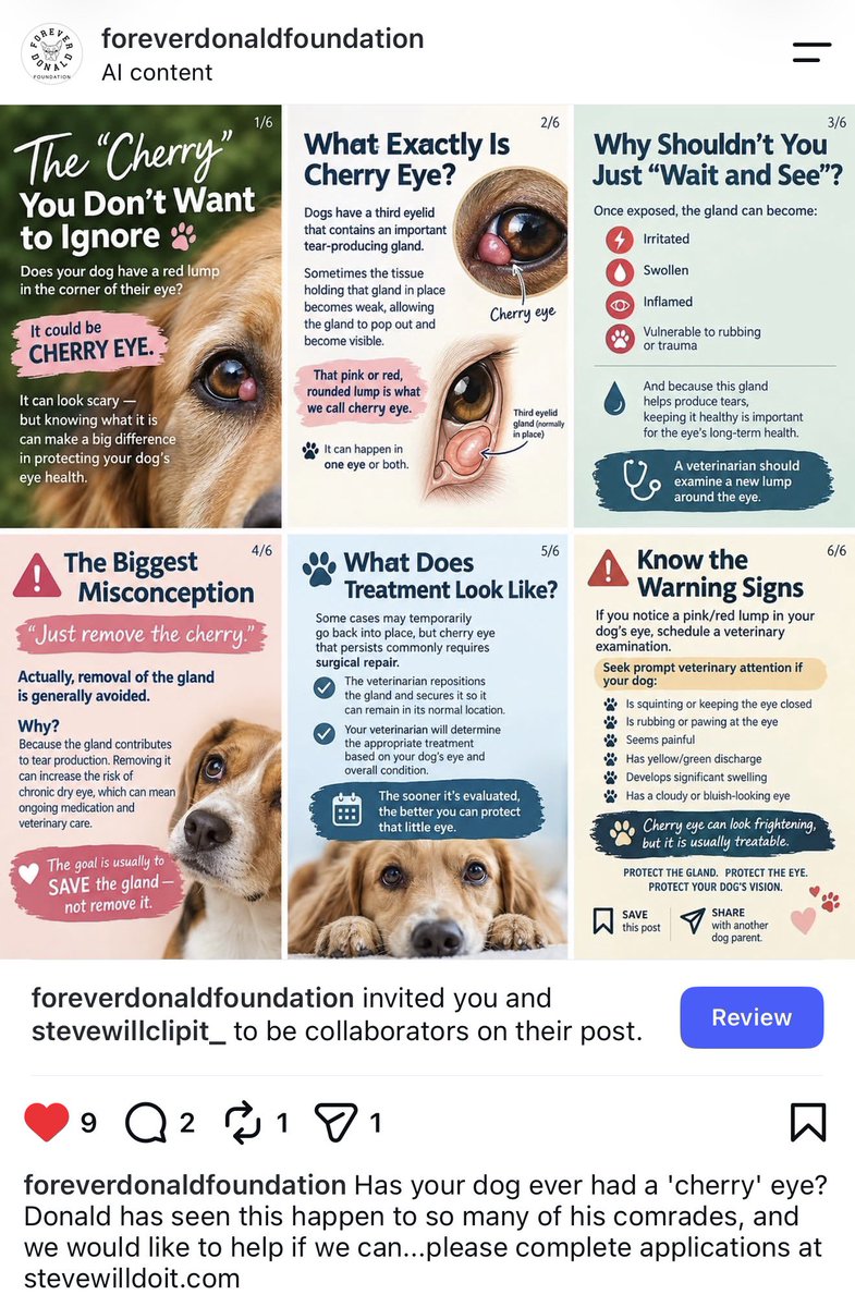 stevewilldoit's tweet photo. Hey guys I have a dog charity  that just pays the bills for vets .

When Donald died I promised myself I do this.

Why I have a foundation in Nica because I can save 1000s of dogs there for like a fraction of what it costs in America,
Paying vet bills .

We will help any dog that has “cherry eye”

I guess my mom is strong on this one. She posted.

https://t.co/wxOEdbB1SF to submit ur dogs.

We pay the vets directly !! It’s too many scammers .

RIP Donald