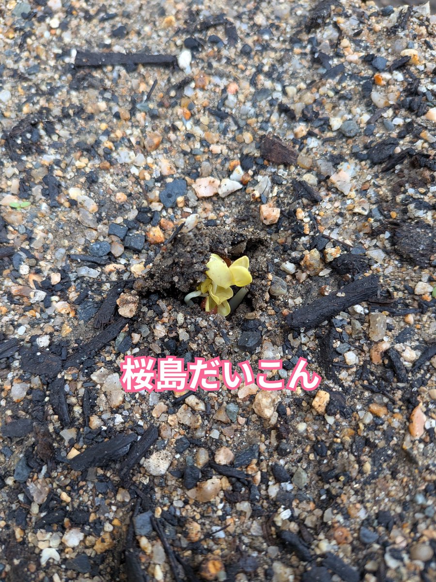 oiseeenippon's tweet photo. 発芽を確認。
播種から4日。

大根系は初の試み。
とは言ってもカブのようなフォルムになる予定だけど。。

さてさて、長い戦いが始まります。

#美味しい日本 #家庭菜園　#桜島だいこん　#初の試み　#発芽 https://t.co/HRxN2quVK5