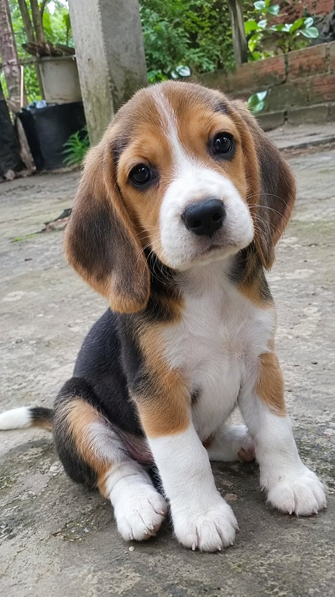 Beagle_lovr's tweet photo. Those eyes should be illegal… 🥹🐶❤
Too cute to handle! 🐾✨

#beagle #beaglelife #beaglepuppy https://t.co/0caSz8Egrs