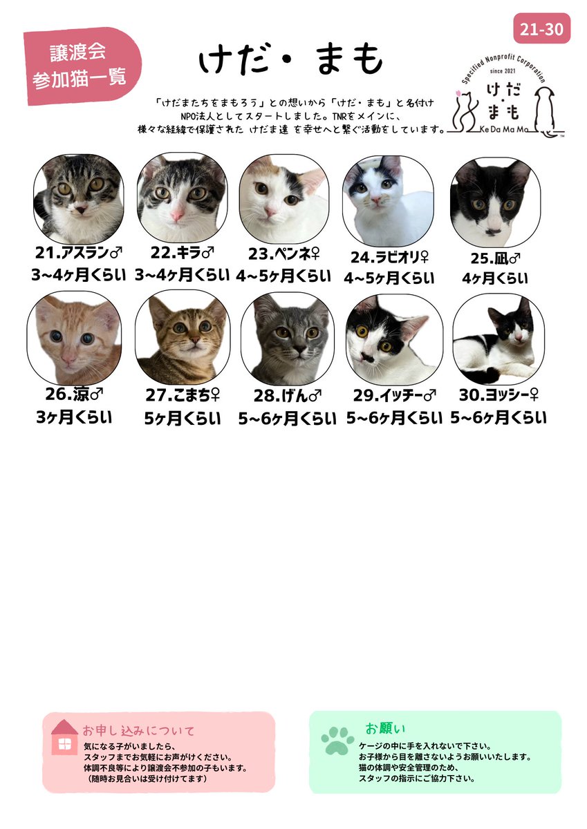 NPO86247662's tweet photo. 9/27（日）は足立区役所へ！

当日の参加猫が決定しました👏♡

当法人からノミネートされた30匹の保護っ子たちが新しい家族を待ってます🧑‍🧑‍🧒

予約不要ですが、整理券配布があります。時間制限あり🙇‍♂️

ぜひご来場お待ちしてますっ

#足立区
#譲渡会
#NPO法人けだ・まも https://t.co/6NmoMjBKiG