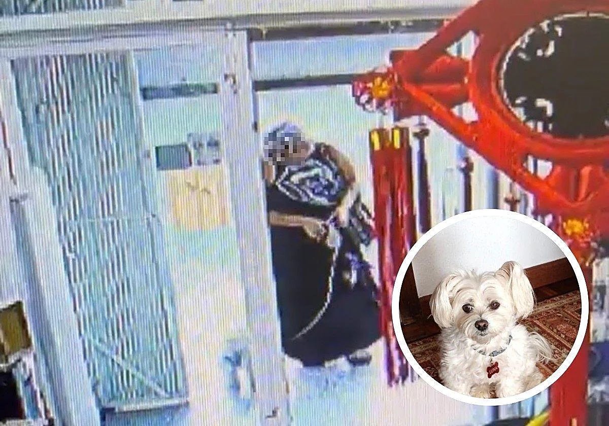 lauymikel's tweet photo. 🚨AYUDA 🚨 Está mujer de Gijón le robó ayer a una señora mayor su perrita . Una bichon Maltés de 12 años mientras entraba en un bazar por bolsas para el perro.  ( No hay que dejarlos en las puertas del establecimiento, si. Pero no se trata de eso ahora mismo. ) si alguien tiene alguna pista o la conoce . Podes avisar a la Policía Local. 

👁️Está corriendo el bulo de que ya fue entregada
