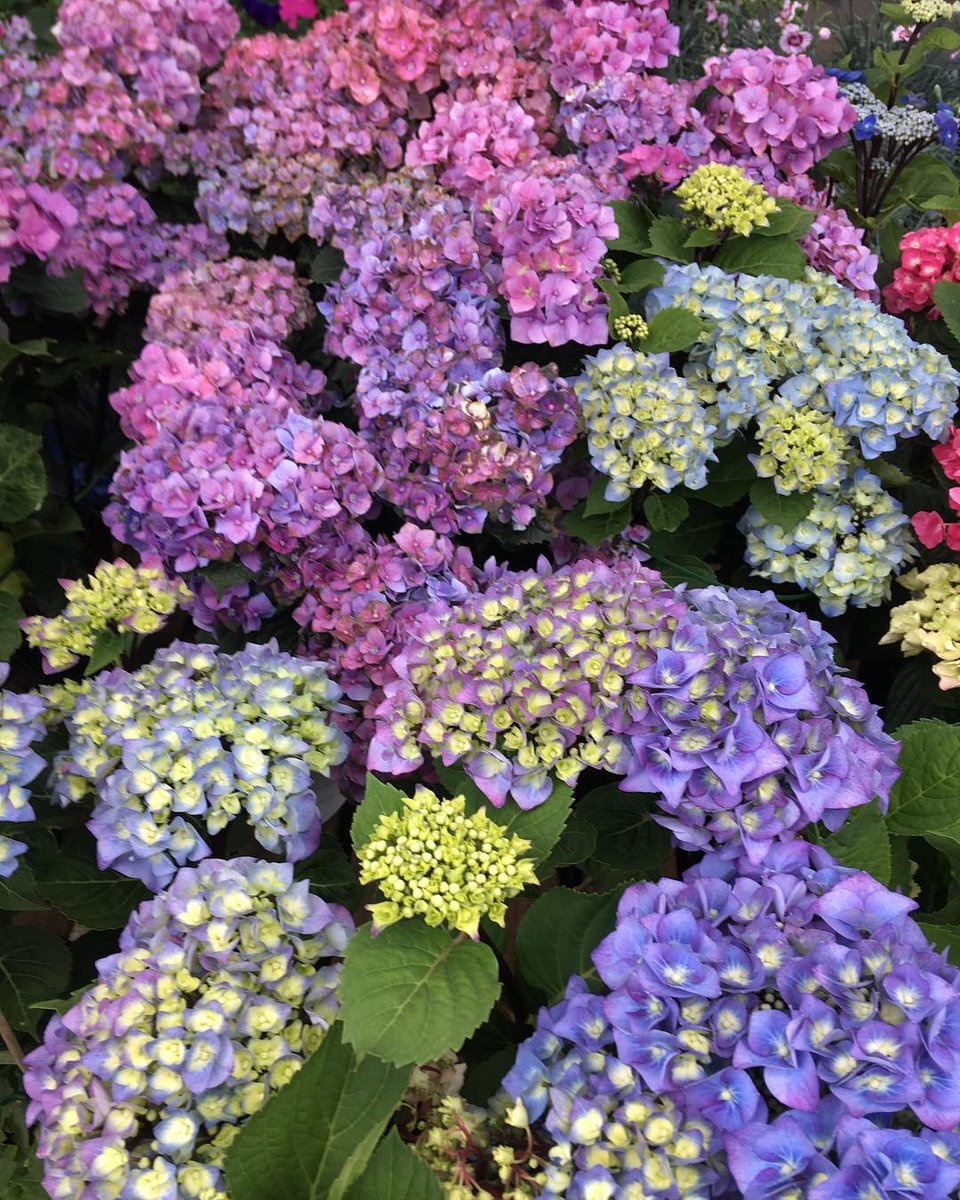 angelitav2103's tweet photo. Colour makes everything brighter. https://t.co/OiukNHVv7m