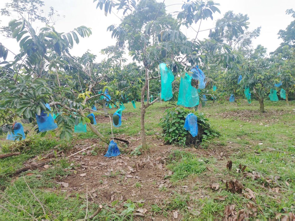 Agricultura_CZ2's tweet photo. #Napo | En la comunidad Ñucanchi Allpa brindamos asistencia técnica a productores y levantamos sus necesidades para orientar el acceso a kits agrícolas del proyecto #PIDARA, destinados a sus cultivos de cacao y guanábana. https://t.co/K5F8KgLuIu