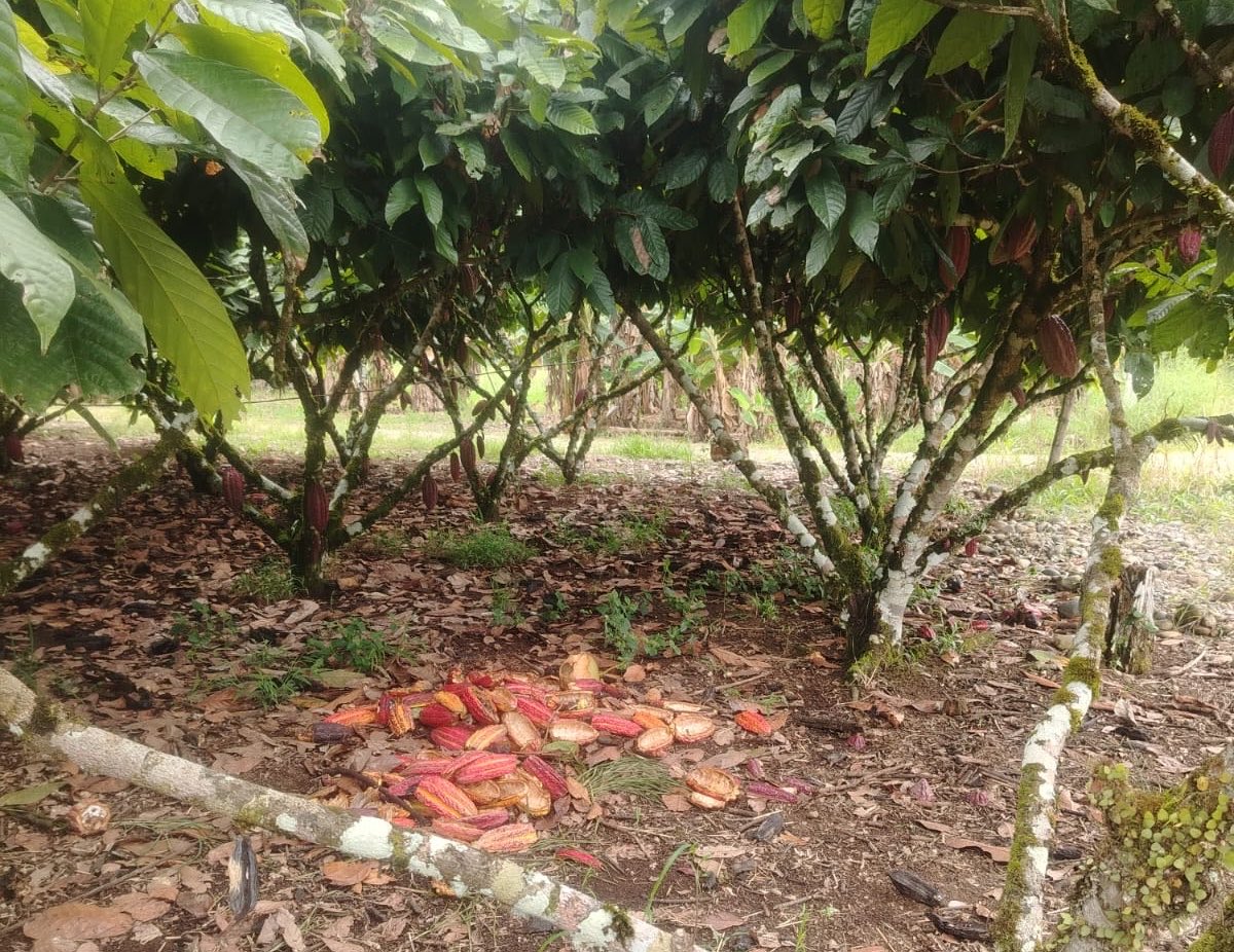 Agricultura_CZ2's tweet photo. #Napo | En la comunidad Ñucanchi Allpa brindamos asistencia técnica a productores y levantamos sus necesidades para orientar el acceso a kits agrícolas del proyecto #PIDARA, destinados a sus cultivos de cacao y guanábana. https://t.co/K5F8KgLuIu