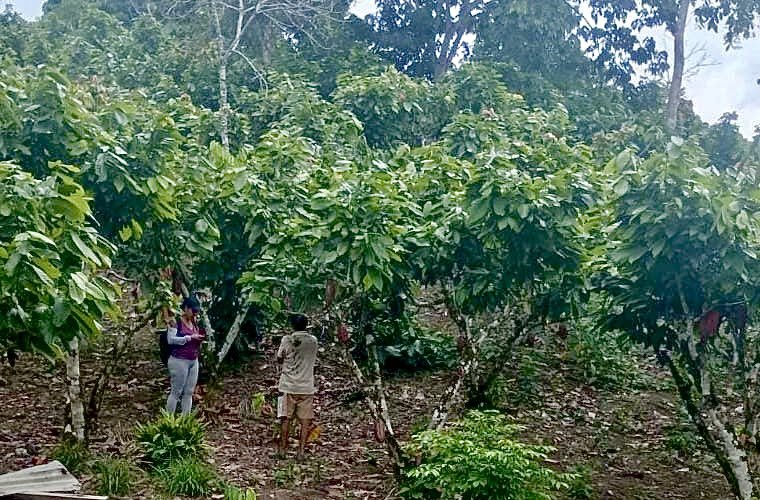 Agricultura_CZ2's tweet photo. #Napo | En la comunidad Ñucanchi Allpa brindamos asistencia técnica a productores y levantamos sus necesidades para orientar el acceso a kits agrícolas del proyecto #PIDARA, destinados a sus cultivos de cacao y guanábana. https://t.co/K5F8KgLuIu