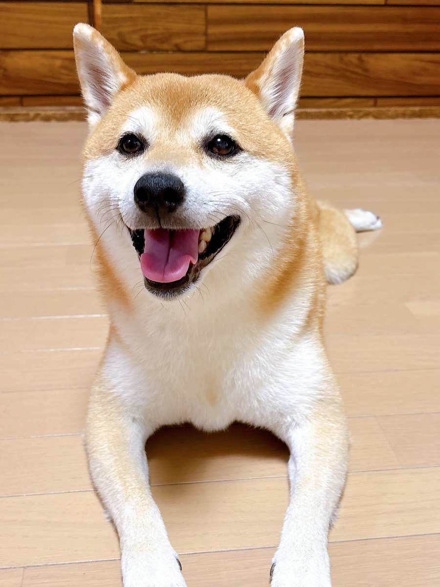 sbtum1's tweet photo. おっはよ🐶 今日ずっと晴れなんだって☀️ https://t.co/9UvcgN5lr2