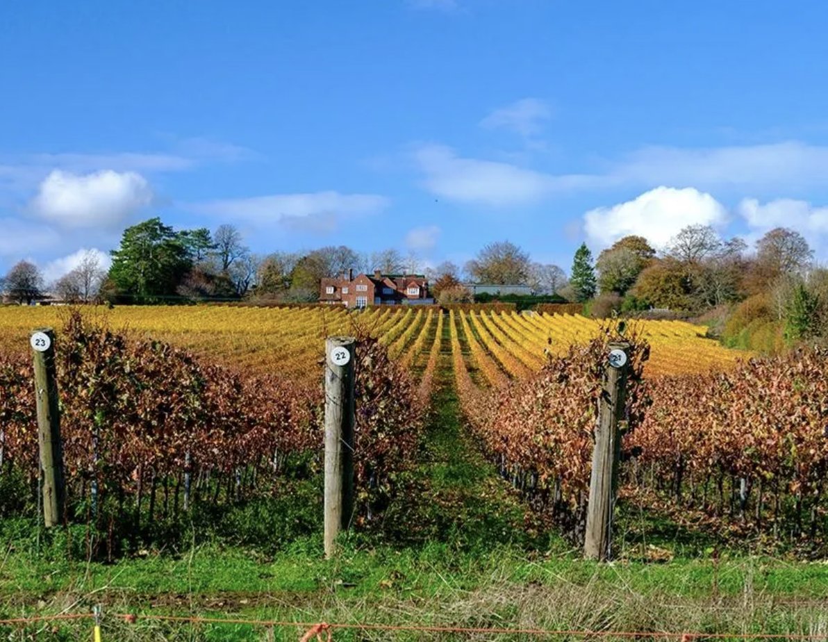 ForbesLife's tweet photo. Where To Experience England’s Booming Sparkling Wine Scene
https://t.co/1CZ421GAK1 https://t.co/TpCiQyVYTS