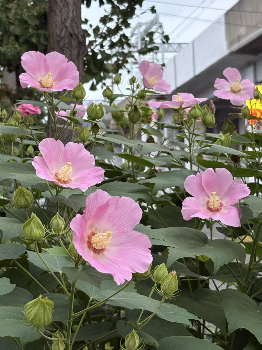 norio1948's tweet photo. 9月24日(木)おはようございます。神戸、六甲は晴れ、気温は25度。

今朝は雲が多いが青空も見え、雲間から朝陽も有り蒸し暑い。5連休も終わり今日からがんばりましょう。
早朝ウォーキングは灘区南部の都賀川河口まで、いつもと同じコース、同じ人達と出会う。一万歩は完了。

神戸街角の花々(2958) https://t.co/vtBg9WXXj5