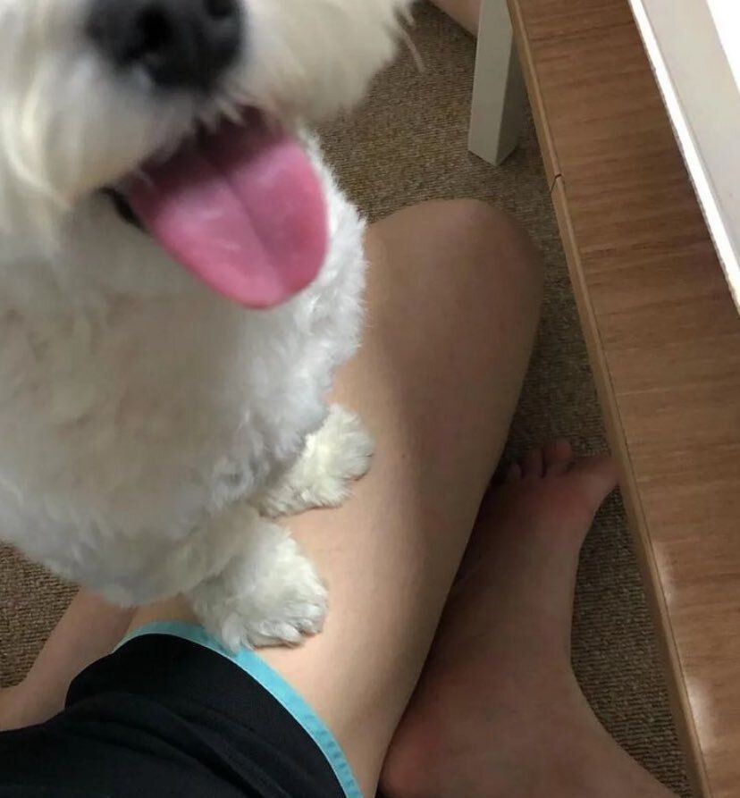 everythingdogss's tweet photo. https://t.co/xtsvUeOnb5