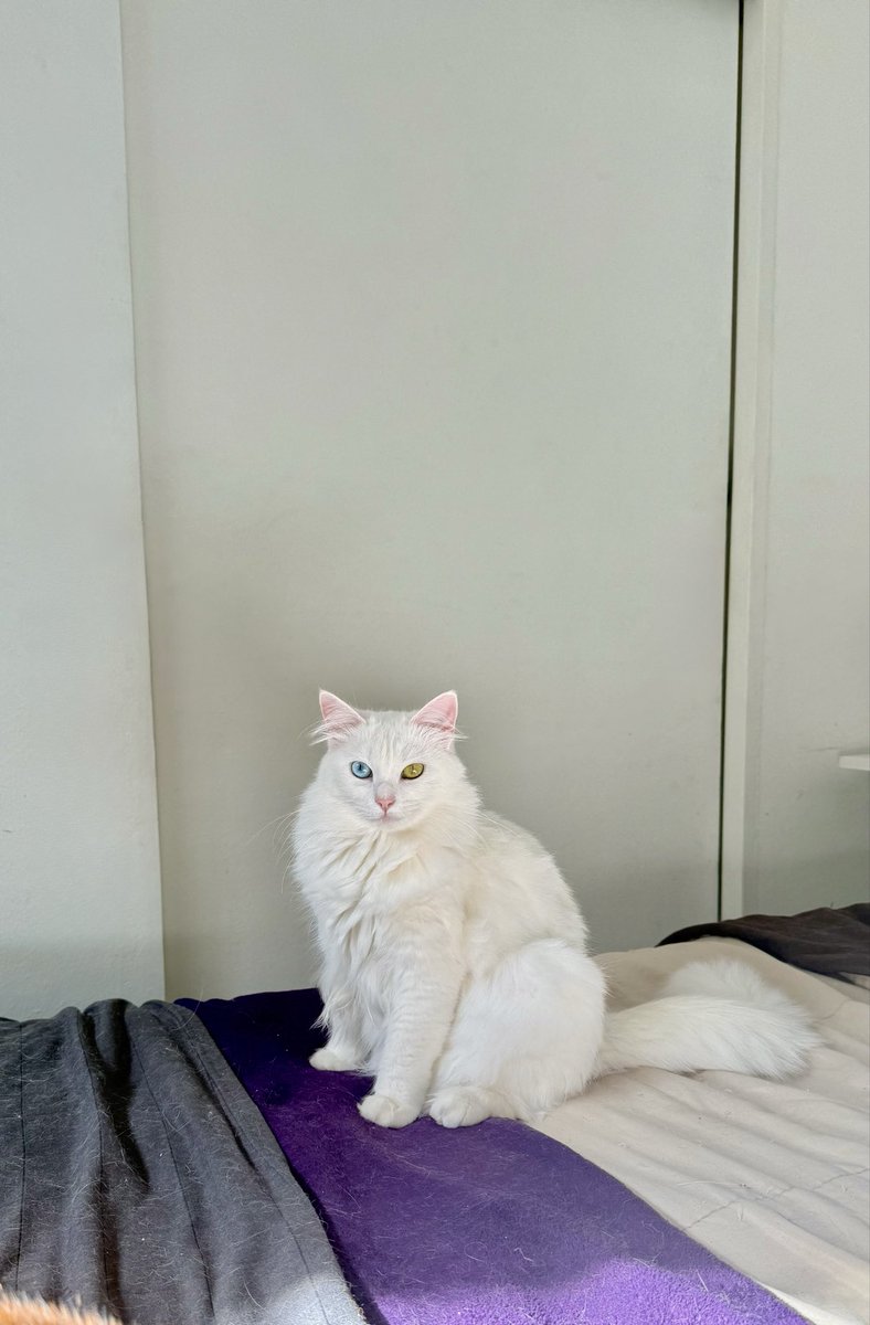 ialions's tweet photo. perdón y sin ánimos de ofender a nadie pero no creo que exista gato más lindo que nube. todavía no puedo entender cómo se puede cargar tanta majestuosidad junta https://t.co/ydmeqriakR