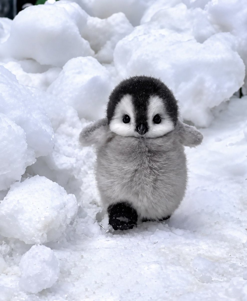 naturehealyou's tweet photo. animals when they were little https://t.co/Ny5A89CP3i