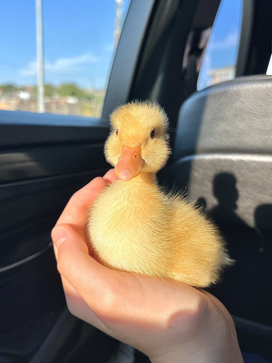 naturehealyou's tweet photo. animals when they were little https://t.co/Ny5A89CP3i