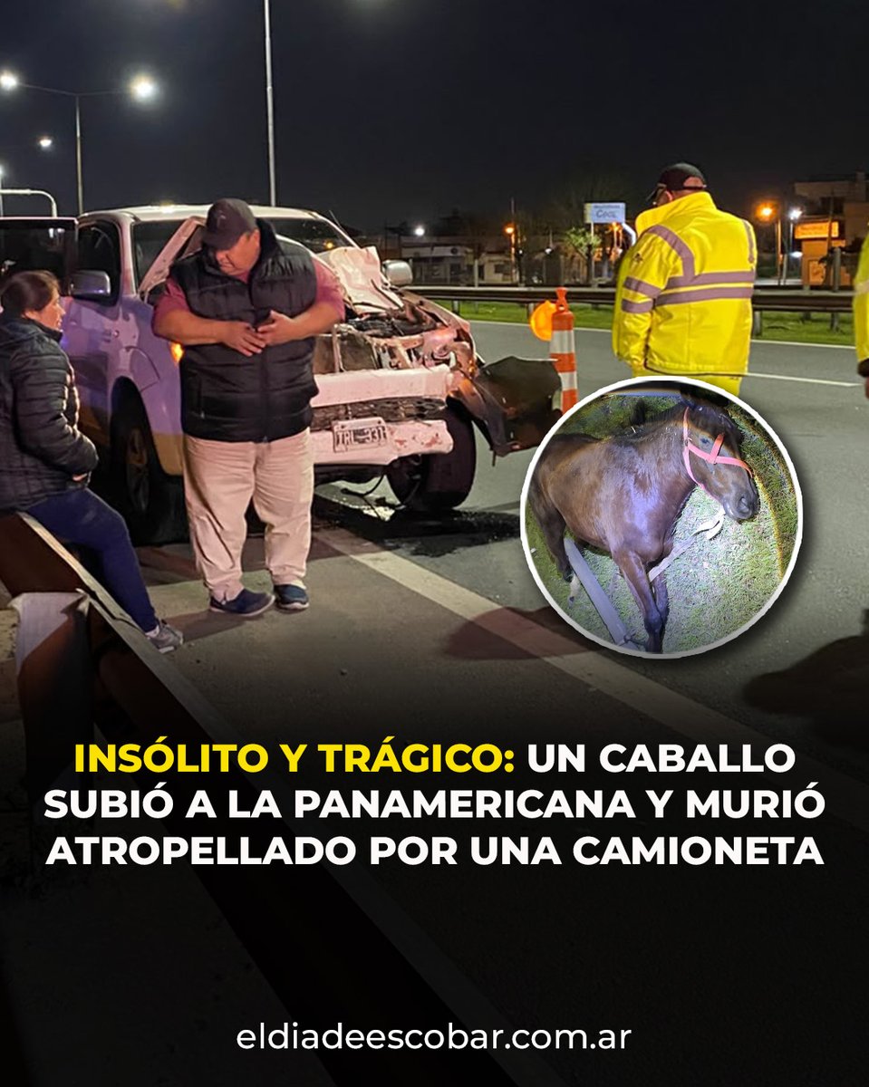 eldiadeescobar's tweet photo. 🚨 Insólito y trágico: un caballo subió a la Panamericana y murió atropellado por una camioneta

El accidente ocurrió a la altura del kilómetro 42, en Ingeniero Maschwitz, mano a Provincia. El conductor del vehículo resultó ileso, mientras que el animal falleció en el acto. https://t.co/qwoR85Icqm