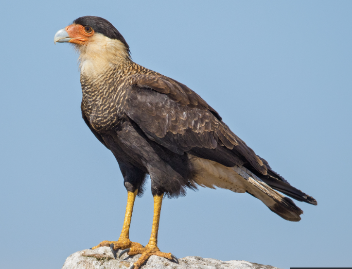 PDRennert's tweet photo. saw a Crested Caracara today in Wellfleet MA, a massively misplaced bird.  Last one I saw was in Northern Mexico, where they belong #birder

very cool...

pic from wikipedia https://t.co/6wmBv9Vkrw