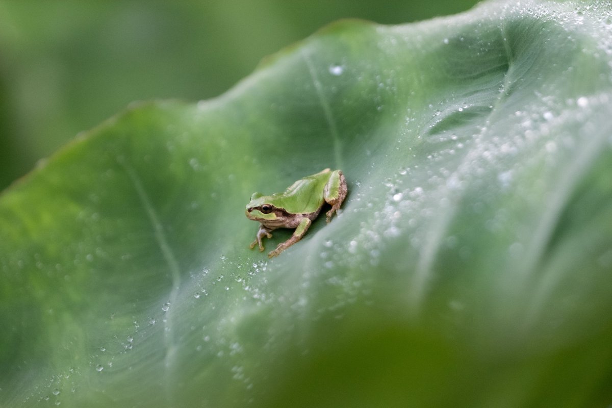 Gutyinc's tweet photo. 朝5時から撮影だったのでカエル置いときます🐸 https://t.co/VN9seqowtr