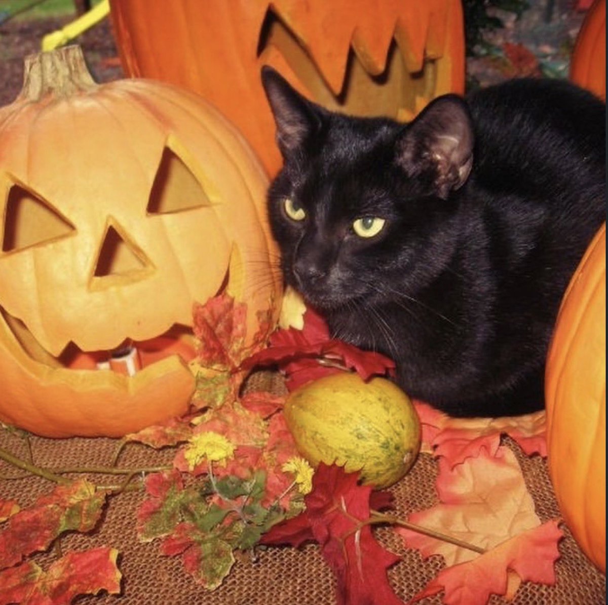 fruitpibble's tweet photo. #iLoveFall 🍂🍁🎃 https://t.co/jGTE16DxtR