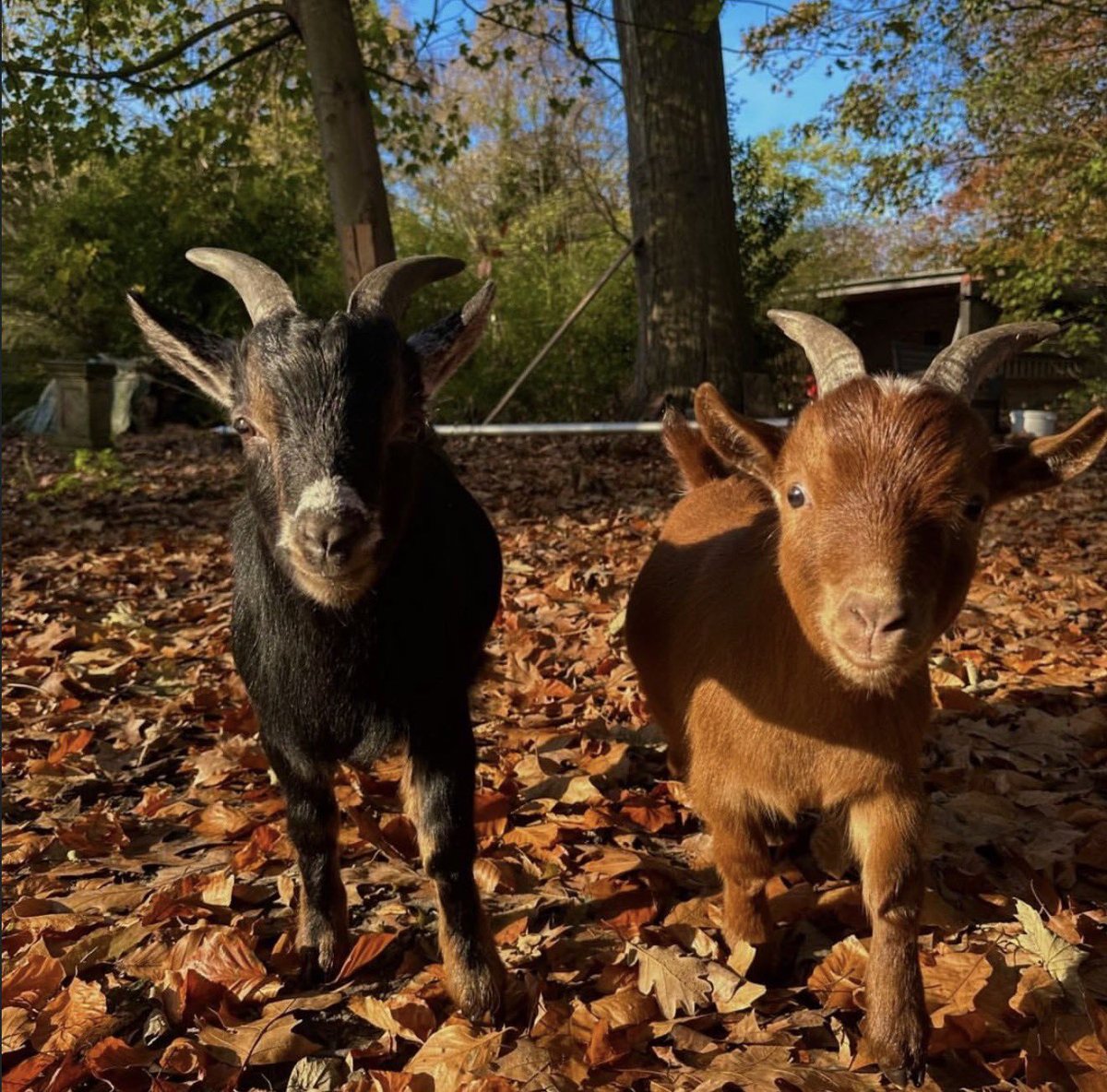fruitpibble's tweet photo. #iLoveFall 🍂🍁🎃 https://t.co/jGTE16DxtR