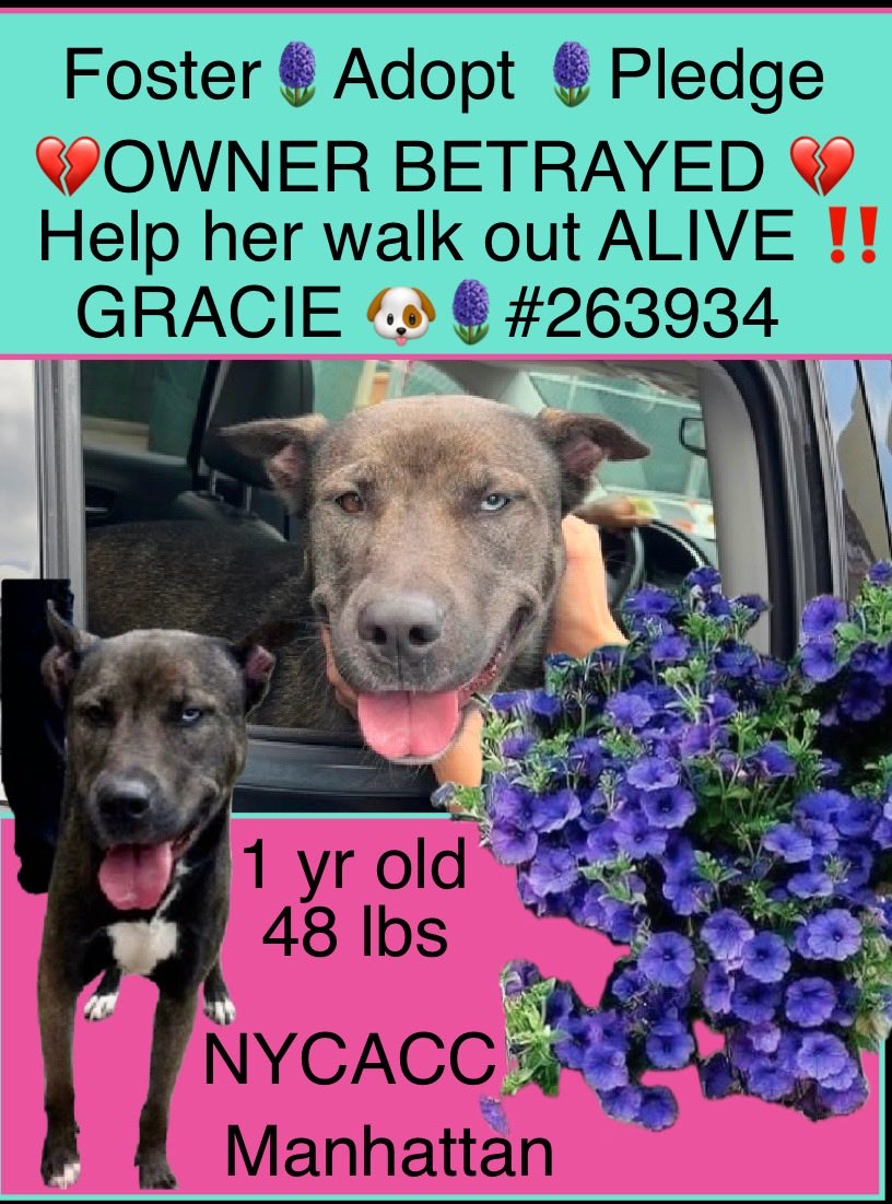 magalys_rios's tweet photo. New video ‼️
#Foster #ADOPT #Pledge 
   💔OWNER BETRAYED 💔
 #GRACIE #263934
NYC Manhattan 2️⃣5️⃣Days
                    1 yr old 48 lbs girl 
             Lived with children &amp; dogs 
Best in #ADULTonly 🏡
    
Bio⬇️

https://t.co/kh1EowwGMr

DM @notthesameone2🛟 https://t.co/MKaO8f5OAq