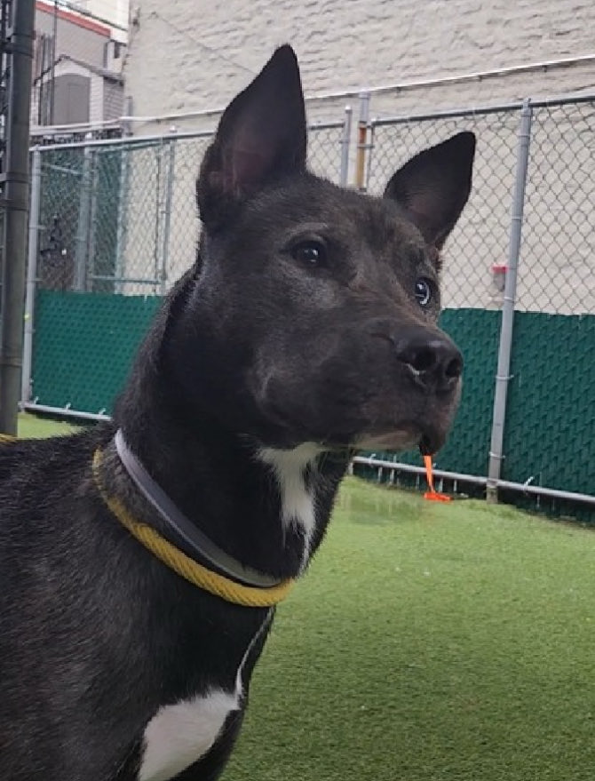 magalys_rios's tweet photo. New video ‼️
#Foster #ADOPT #Pledge 
   💔OWNER BETRAYED 💔
 #GRACIE #263934
NYC Manhattan 2️⃣5️⃣Days
                    1 yr old 48 lbs girl 
             Lived with children &amp; dogs 
Best in #ADULTonly 🏡
    
Bio⬇️

https://t.co/kh1EowwGMr

DM @notthesameone2🛟 https://t.co/MKaO8f5OAq