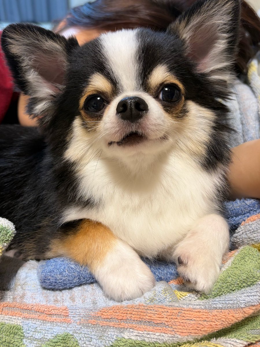 kawaii_nagaiki's tweet photo. 「犬が可哀想」への返信などこの1枚で事足りてしまう https://t.co/BlQeUmXOpc
