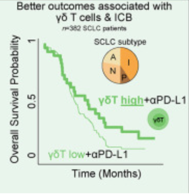 exosome's tweet photo. Immune responses kill #cancer

Gamma Delta T cells are involved in killing Small Cell Lung Cancer

https://t.co/SGFIJdYWVi https://t.co/UFN5rJuyl5