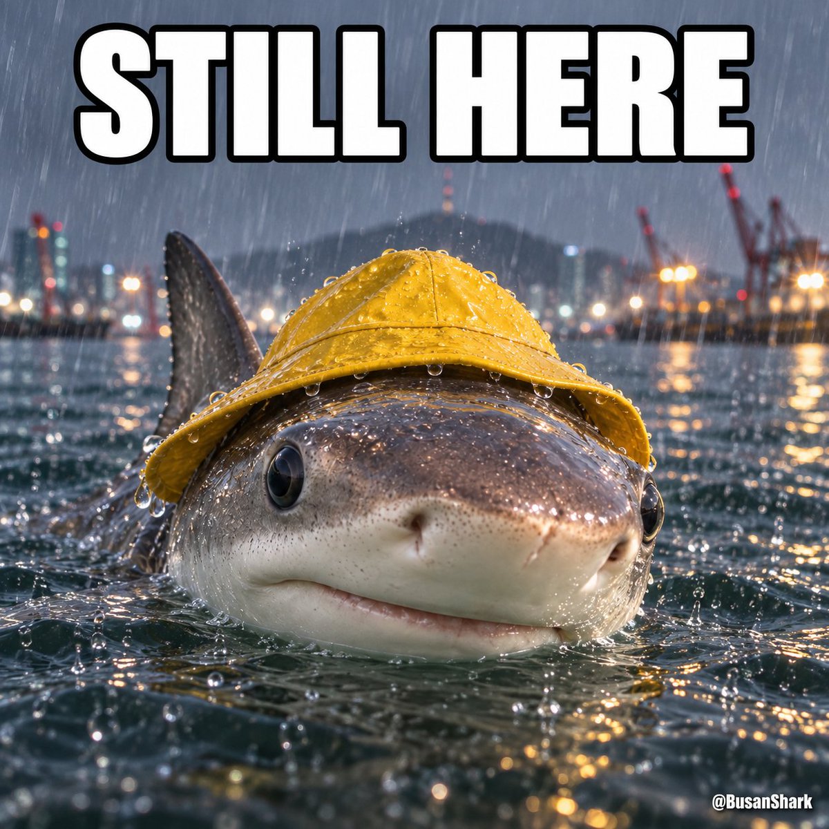 BusanShark's tweet photo. @DineroDom0 Flush the water. Shark stays anyway 🦈 https://t.co/XigIQBjvOL