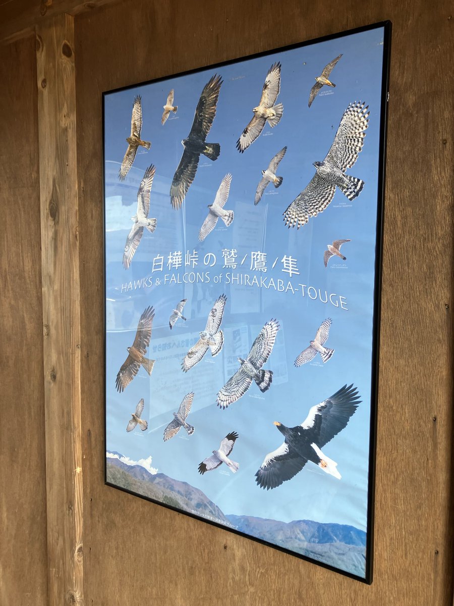 akanbird's tweet photo. タカの渡りを見にきました
昨日が凄まじかった分、今日はそこまで飛んでこないなあ https://t.co/pWDkmnDviU