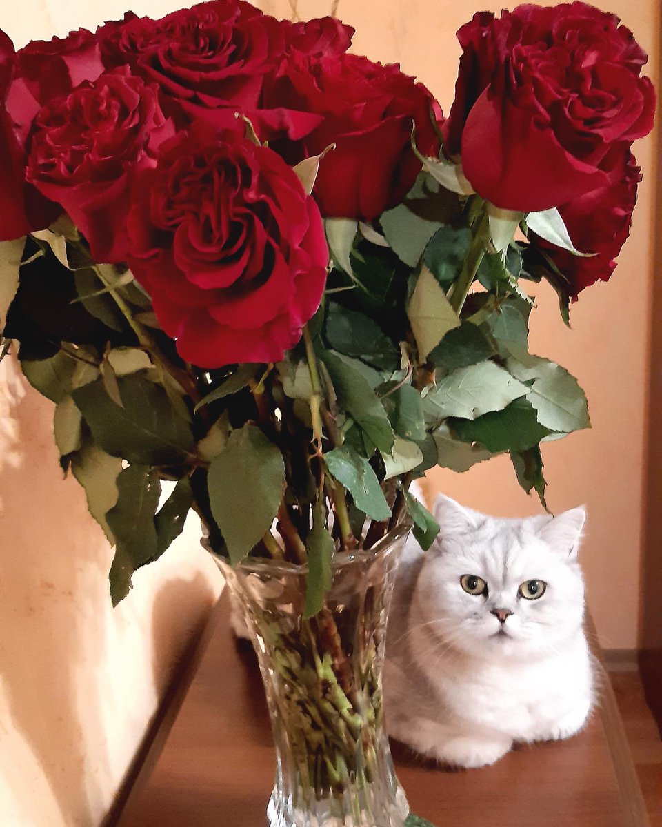 ReneaBayonpp's tweet photo. Кошки - это видимая душа дома, потому что время, проведенное с ними, никогда не теряется зря…. Жан Кокто
#catlover #catsofinstagram #cats #catlife #instacat #cats_of_instagram #catphoto #cats🐱 #animals #кошка #кошки #кошкамоя #кошечка https://t.co/8pc1D3fDAY