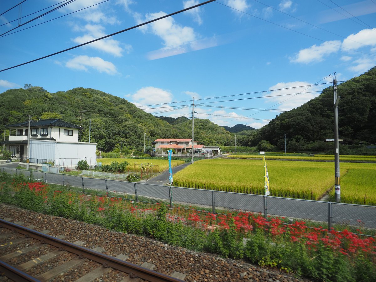watawata35's tweet photo. 車窓から
彼岸花 https://t.co/WXFMzm7Que
