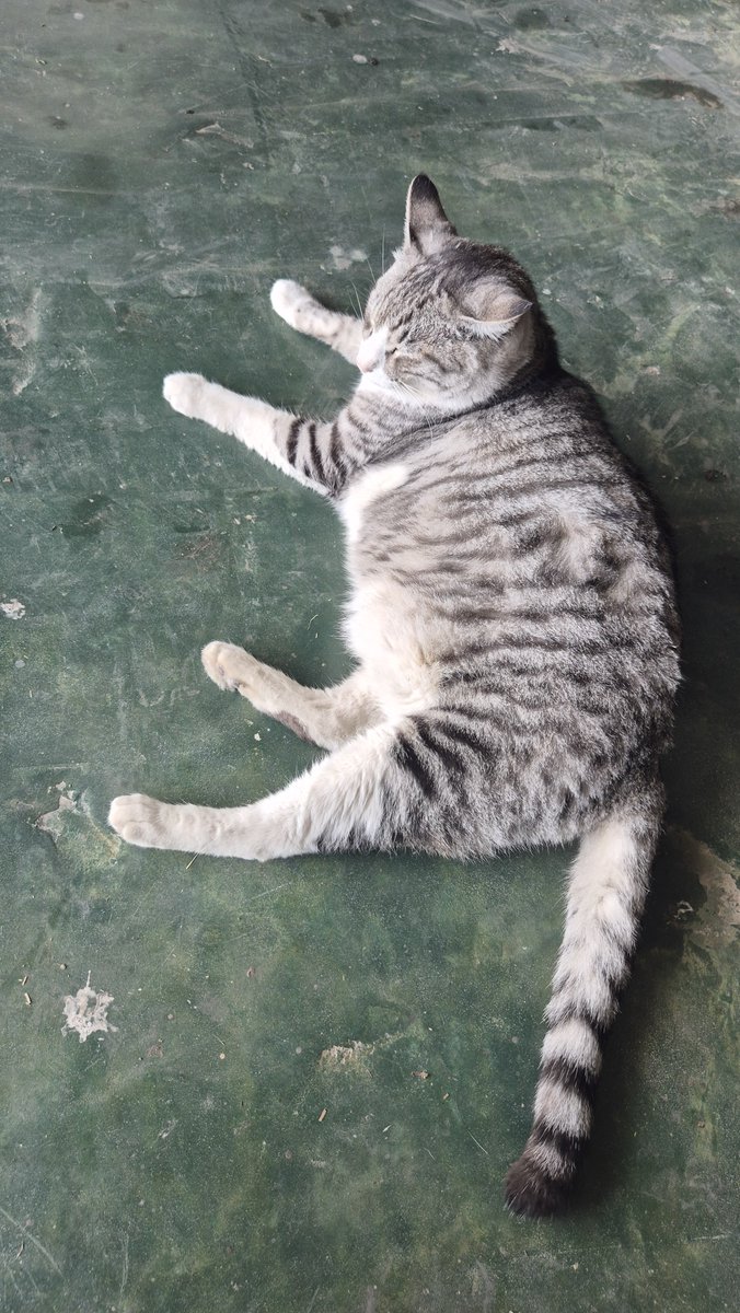 JJei_Share's tweet photo. 친가 고양이 왕큼 https://t.co/KfMApnxkfx